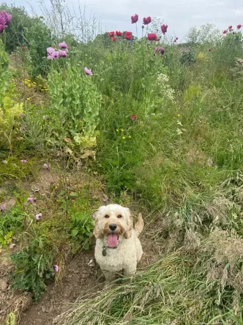 Happy dog on a walk with Chloe's Pet Care