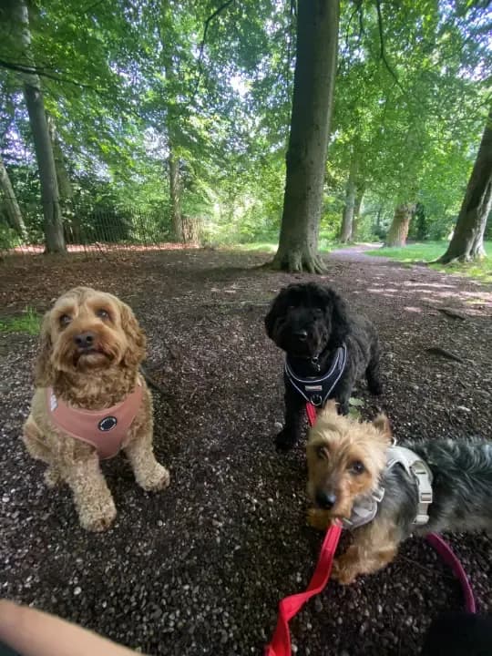 Happy dog on a walk with Chloe's Pet Care