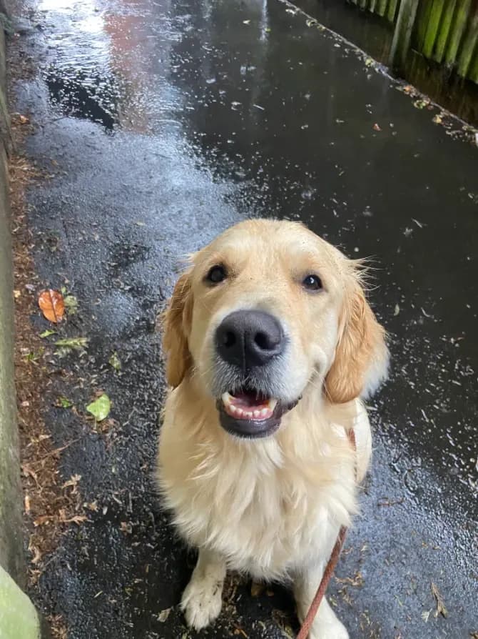 Happy dog on a walk with Chloe's Pet Care
