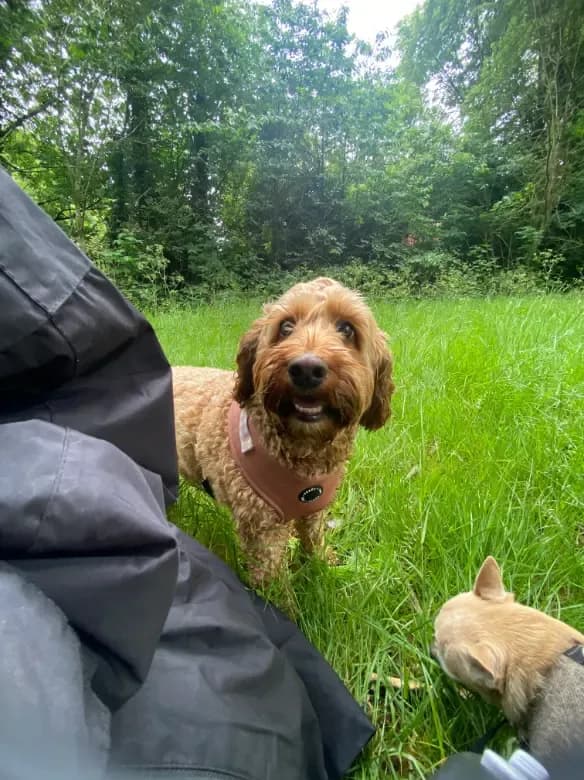 Happy dog on a walk with Chloe's Pet Care