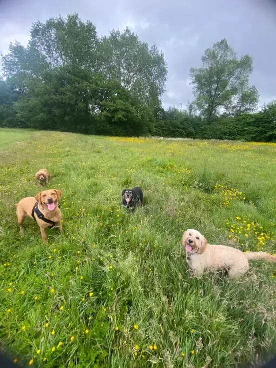 Happy dog on a walk with Chloe's Pet Care