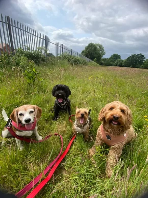 Happy dog on a walk with Chloe's Pet Care