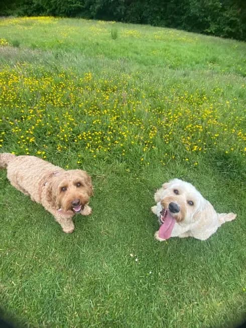 Happy dog on a walk with Chloe's Pet Care