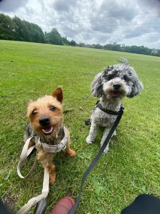 Happy dog on a walk with Chloe's Pet Care