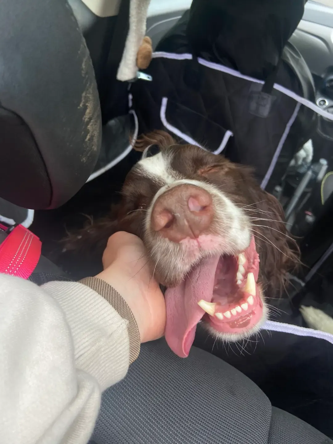 Happy dog on a walk with Chloe's Pet Care