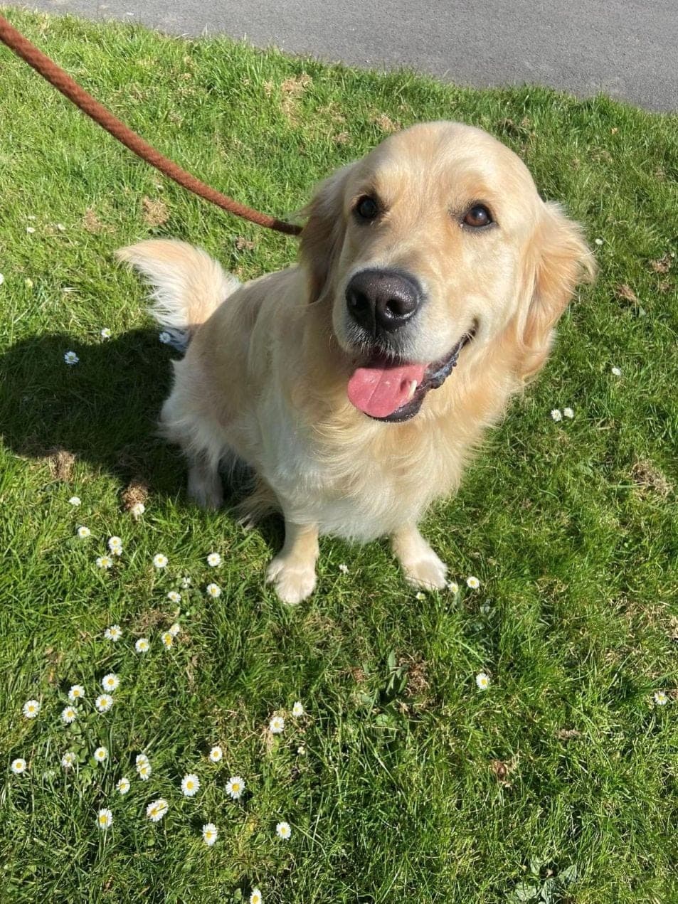 Happy golden retriever on a walk with Chloe's Pet Care